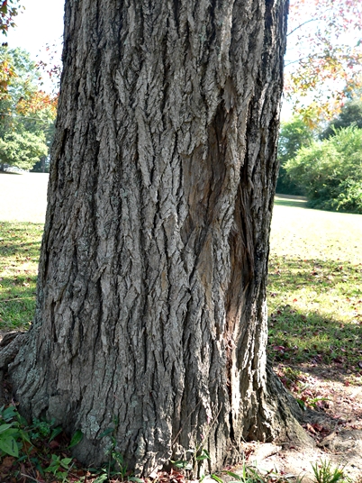 {Nyssa biflora}